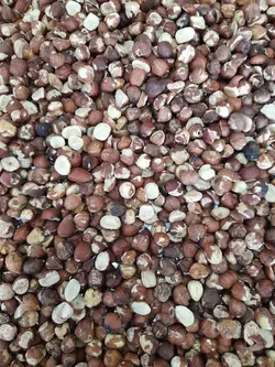 مغز فندق شکسته روغن گیری