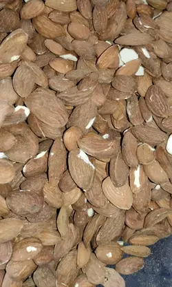 بادام تلخ درختی روغنگیری