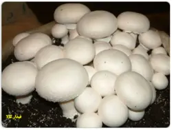 دانلود پروژه پرورش قارچ در منزل
