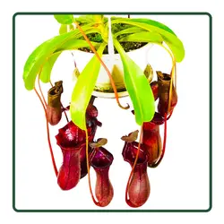 گیاه حشره خوار نپنتس