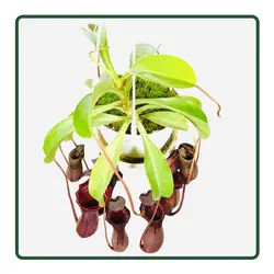 گیاه حشره خوار نپنتس