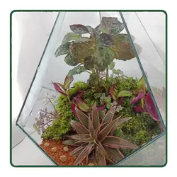 تراریوم الماس GK