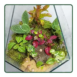 تراریوم الماس LK