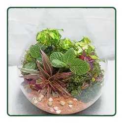 تراریوم طاوس LW