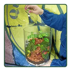 تراریوم ققنوس