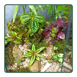 تراریوم البرز CR