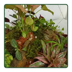 تراریوم آسمان