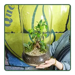 تراریوم بنسای جینسینگ MK