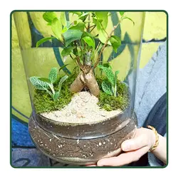 تراریوم بنسای جینسینگ MK