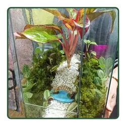 تراریوم گنبدمینا HS