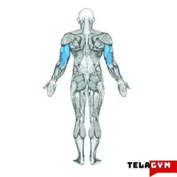 دستگاه بدنسازی پشت بازو دیپ DE-7850