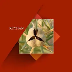 روغن اسپند