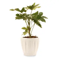 گیاه آرالیا ژاپنی| 297,000&nbsp;تومان|فروشگاه اینترنتی ژوبا
