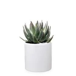 گیاه آلوئه ورا| 247,000&nbsp;تومان|فروشگاه اینترنتی ژوبا