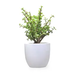 گیاه کراسولا خرفه| 169,000&nbsp;تومان|فروشگاه اینترنتی ژوبا