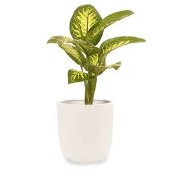 گیاه دیفن باخیا| 347,000&nbsp;تومان|فروشگاه اینترنتی ژوبا