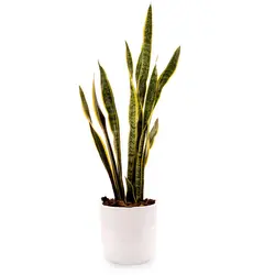گیاه سانسوریا ابلق| 550,000&nbsp;تومان|فروشگاه اینترنتی ژوبا