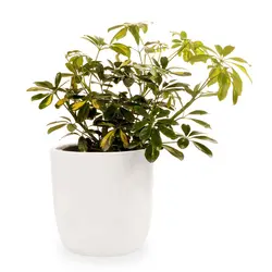 گیاه شفلرا| 270,000&nbsp;تومان|فروشگاه اینترنتی ژوبا