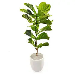 گیاه فیکوس آفریقایی(لیراتا) دوشاخه| 179,000&nbsp;تومان|فروشگاه اینترنتی ژوبا