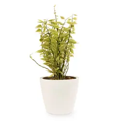 گیاه پدیلانتوس| 189,000&nbsp;تومان|فروشگاه اینترنتی ژوبا