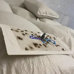 فرومون جذب شپشه برنج (شبپره هندی) آسازیست با تله چسبی