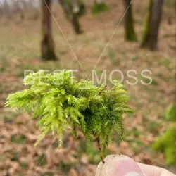 خزه درخت نخل