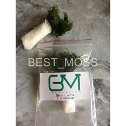 خزه درخت نخل