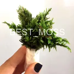 خزه درخت نخل