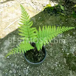 سرخس وود فرن