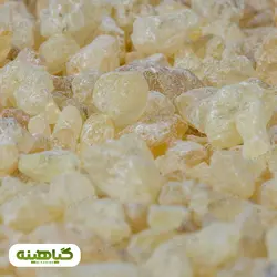 خرید و قیمت عمده مصطکی اصل | بازرگانی زرین گیاهینه