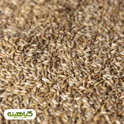 خرید و قیمت عمده تخم کتان سفید | بازرگانی زرین گیاهینه