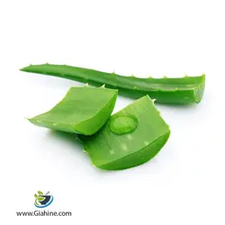 خرید و قیمت عمده آلوئه ورا | بازرگانی گیاهینه