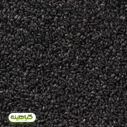 خرید و قیمت عمده تخم ریحان سبز (Basil seed) |  گیاهینه