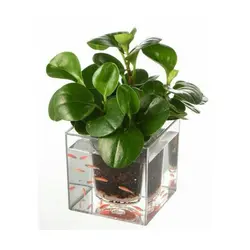 گلدان آکواریوم رومیزی جدید فانتزی