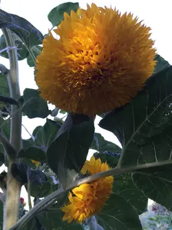 بذر آفتابگردان زینتی