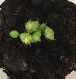 بذر کوپیاپوا میکس ده عدد