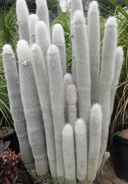 بذر کلیستو کاکتوس استراوسی ده عدد
