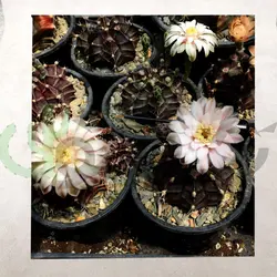 بذر ژمینو کالیسیوم میهانوویچی میکس ده عدد