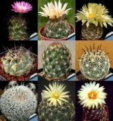 بذر کوریفانتا میکس ده عدد