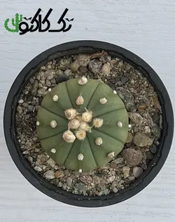 کاکتوس آستریاس CA000723