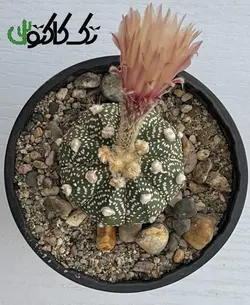 کاکتوس آستریاس CA000725