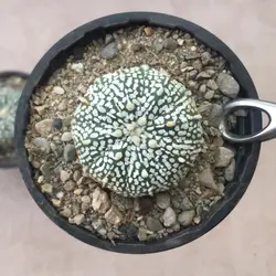 پک سه عددی کاکتوس آستریاس PAS0101