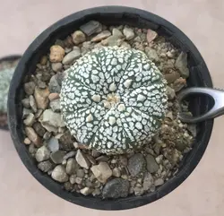 پک سه عددی کاکتوس آستریاس PAS0101