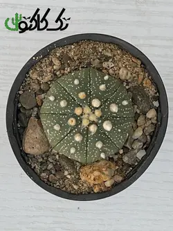 کاکتوس آستریاس CA000714