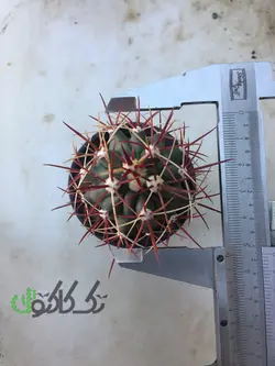 فرو کاکتوس 53mm
