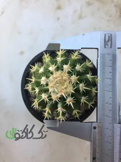 اچینو کاکتوس اینترمدیوس 58mm