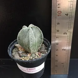 کاکتوس آستروفیتوم C 3025