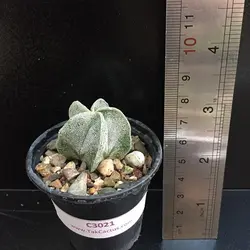 کاکتوس آستروفیتوم C 3021