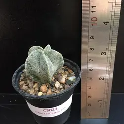 کاکتوس آستروفیتوم C 3023