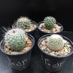 پک کاکتوس چهار عددی C 3053